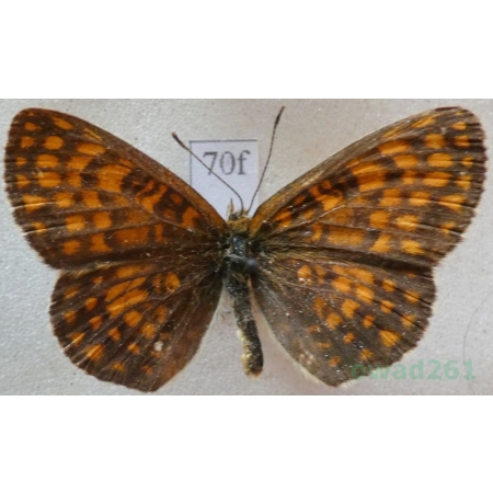 Melitaea athalia (Rottemburg, 1775) Przeplatka atalia Slovakia70f